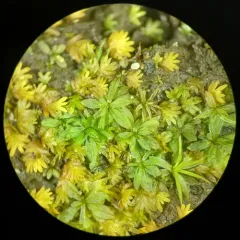 Crispate Smoothcap thumbnail 3