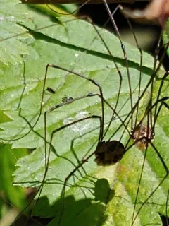 Leiobunum rotundum thumbnail 3
