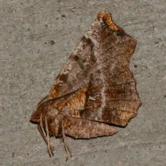 Brown-tipped Thorn thumbnail 4
