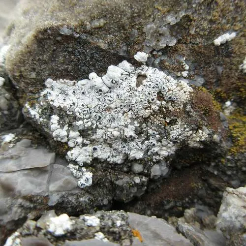 Myriolecis schofieldii