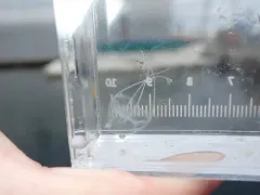 Solmundaegina nematophora thumbnail 3