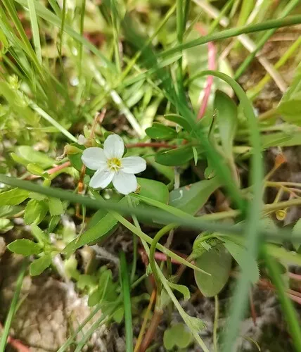 toadlily