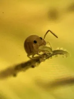 Sminthurides aquaticus thumbnail 2