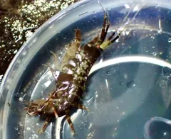 Cymadusa uncinata thumbnail 3