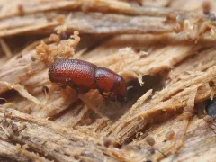 Elassoptes marinus thumbnail 4