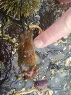 Ascidia columbiana thumbnail 4