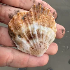Giant Rock Scallop thumbnail 2