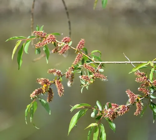 mackenzie's willow