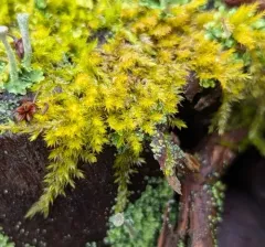 Clustered Feather-moss thumbnail 2