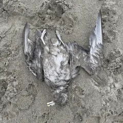 Northern Fulmar thumbnail 4