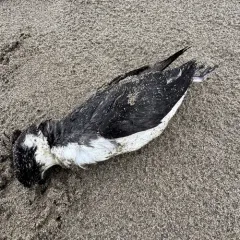 Ancient Murrelet thumbnail 3