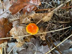Glutinous Waxcap thumbnail 3