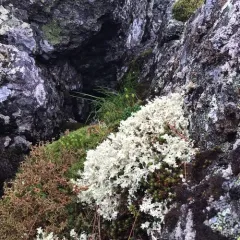 Crinkled Snow Lichen thumbnail 3
