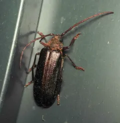 Hairy Pine Borer thumbnail 4