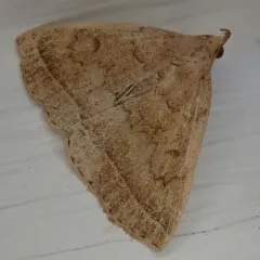 Wavy-lined Fan-foot thumbnail 4