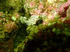 Striped Polyclad Worm thumbnail 2