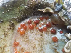Taylor's Social Tunicate thumbnail 4