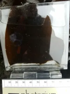 Spectacular Corolla thumbnail 2