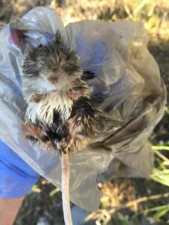 Great Basin Pocket Mouse thumbnail 3