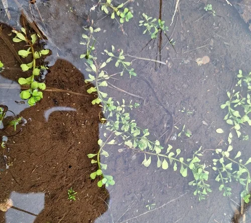 Water-purslane