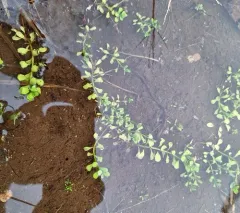 Water-purslane thumbnail 1