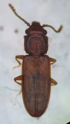 Pediacus stephani thumbnail 2