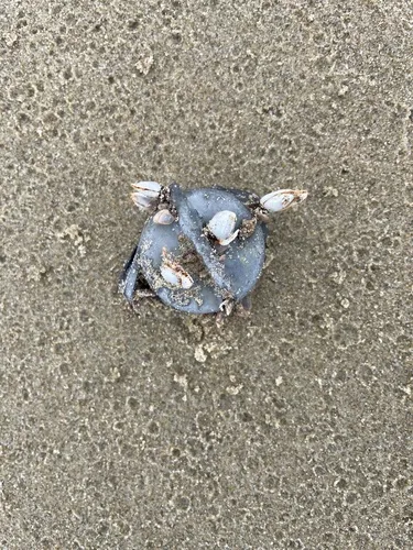 Goose Barnacle