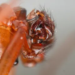 Helophora reducta thumbnail 4