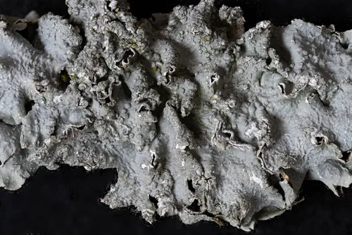 Borrer's Speckled Shield Lichen