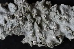 Borrer's Speckled Shield Lichen thumbnail 1