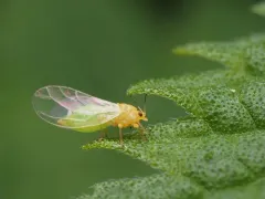 Trioza albifrons thumbnail 4