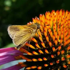 Tawny-edged Skipper thumbnail 3