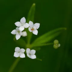 Bluntleaf Bedstraw thumbnail 3