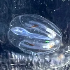 Haeckelia rubra thumbnail 2