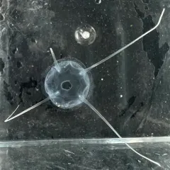 Solmundaegina nematophora thumbnail 4
