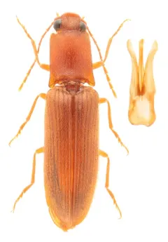 Hairy-edged Click Beetle thumbnail 2