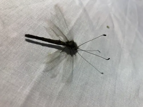 Four-spotted Owlfly