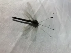 Four-spotted Owlfly thumbnail 1