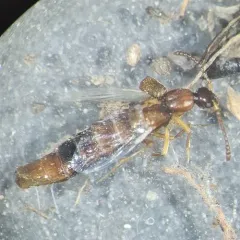 Drusilla canaliculata thumbnail 1