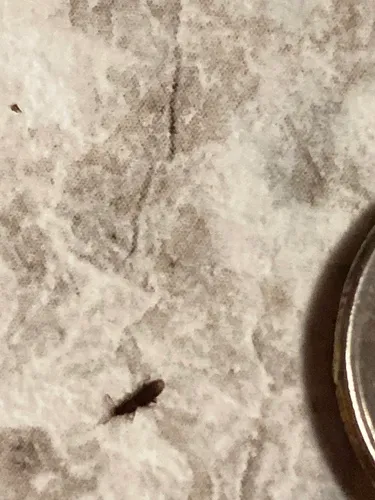 Sawtoothed Grain Beetle