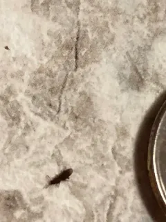 Sawtoothed Grain Beetle thumbnail 1