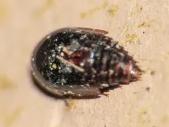Coproporus ventriculus thumbnail 2
