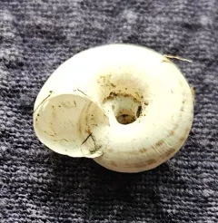 Eastern Heath Snail thumbnail 3