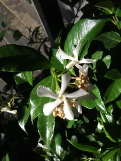 Star jasmine thumbnail 3
