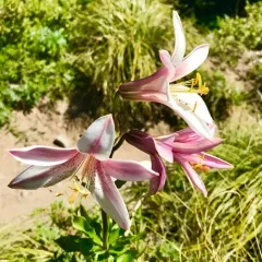 Washington lily thumbnail 2