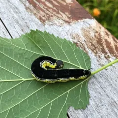 Catalpa Sphinx thumbnail 2