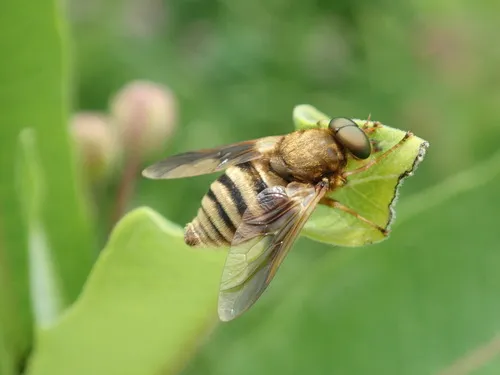 Golden-haired Horse Fly