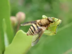 Golden-haired Horse Fly thumbnail 1