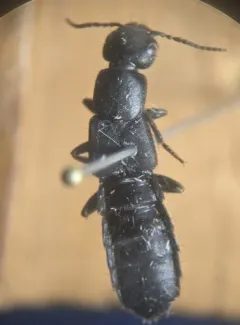 Tasgius winkleri thumbnail 2