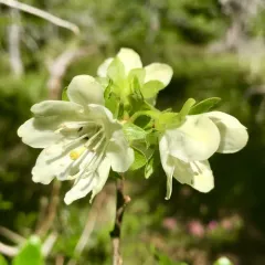 White-flowered Rhododendron thumbnail 4